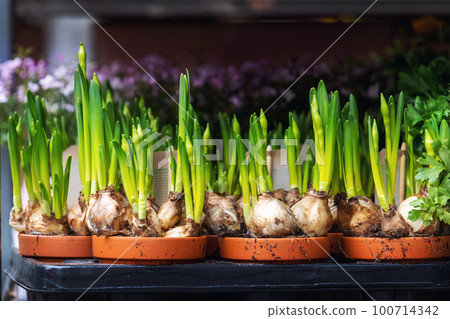 Close-up detail fresh green narcissus flower leaf sprouts bulbs in flowerpot on sale rack in floral shop store. Seasonal easter spring garden plant supermarket. Gardening landscaping design concept 100714342