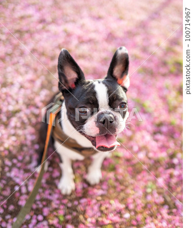 [Spring] Boston Terrier 100714967