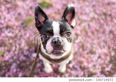 [Spring] Boston Terrier 100714972
