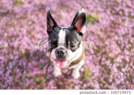[Spring] Boston Terrier 100714973