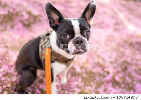 [Spring] Boston Terrier 100714978