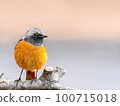 Daurian Redstart at Kobe Municipal Arboretum 100715018