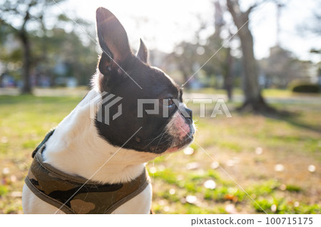 Boston Terrier 100715175