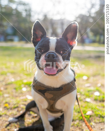 Boston Terrier Boston Terrier 100715180
