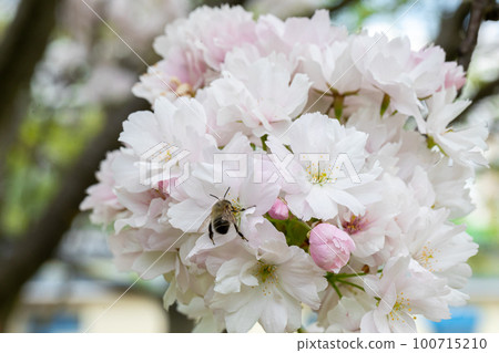 A close-up view of a bee sitting on a flower petal and drinking nectar. 100715210