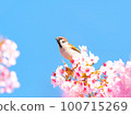 Sakura and Sparrow 100715269