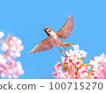 Sakura and Sparrow 100715270