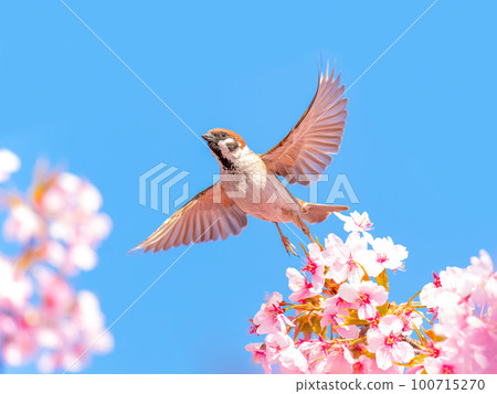 Sakura and Sparrow 100715270