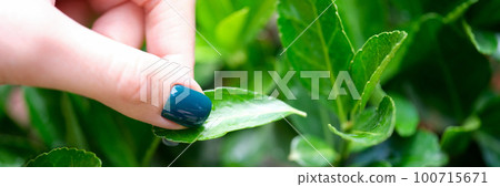 Woman hand with green nails tears off green leaf from plant 100715671