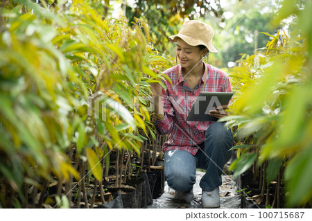 Indonesian female farmer using a tablet while observing durian seeds Indonesian female farmer using a tablet while observing durian seeds 100715687