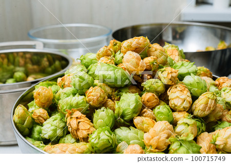 Green and orange fresh hop cones for making beer and bread in a stainless steel bowl. close up. macro 100715749