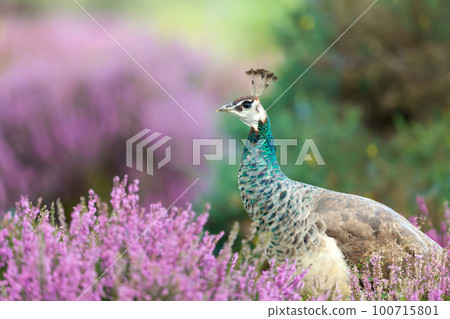 Close up of a colourful Peahen in pink heather Close up of a colourful Peahen in pink heather 100715801
