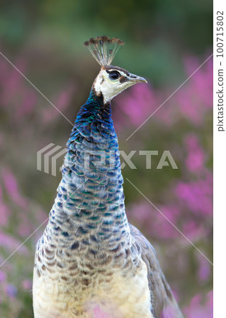 Close up of a colourful Peahen in pink heather 100715802