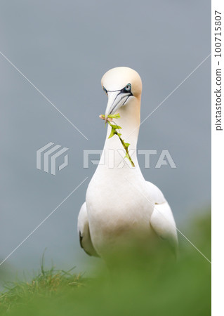 Northern gannet with nesting material in the beak Northern gannet with nesting material in the beak 100715807
