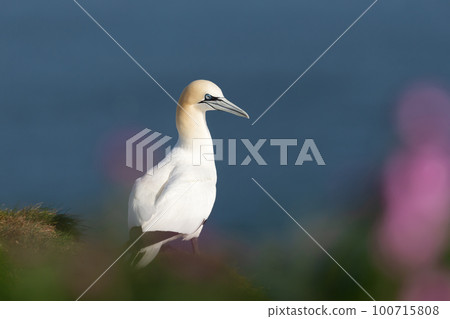 Close up of a Northern gannet in pink heather Close up of a Northern gannet in pink heather 100715808