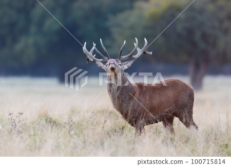 Close up of a Red Deer stag during rutting season 100715814