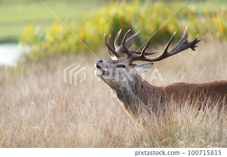 Red deer stag calling during the rut in autumn Red deer stag calling during the rut in autumn 100715815