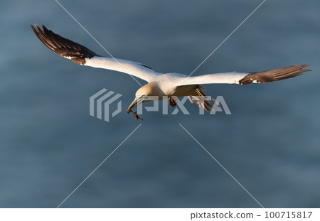 Close up of a Northern gannet in flight Close up of a Northern gannet in flight 100715817