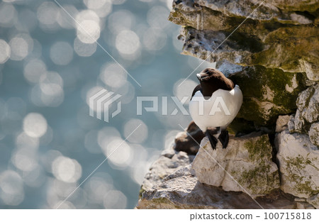 Razorbill on a cliff against bokeh background Razorbill on a cliff against bokeh background 100715818