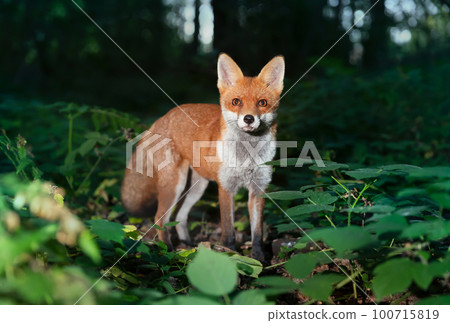 Close up of a Red fox in forest at night Close up of a Red fox in forest at night 100715819