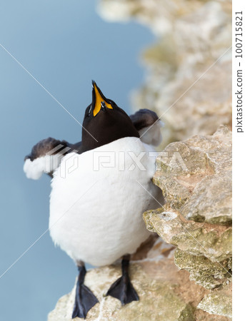 Portrait of a Razorbill calling, Bempton Cliffs 100715821