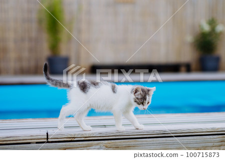 Close up of cat walking along outdoor swimming pool. Close up of cat walking along outdoor swimming pool. 100715873