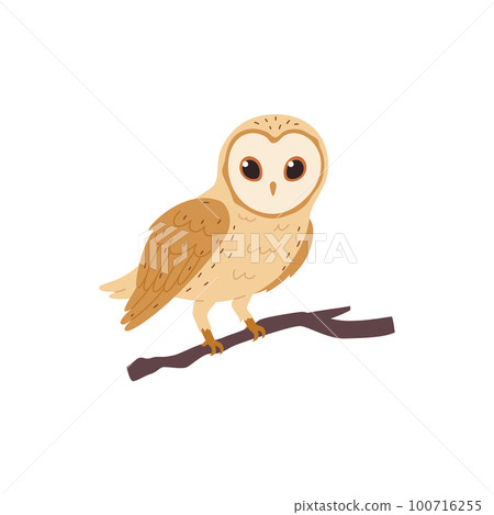 Barn-owl widely distributed species of owl, flat vector illustration isolated. 100716255