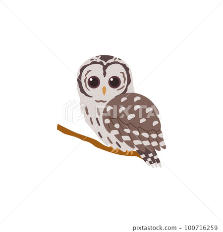 Church-owl or barn-owl bird from owls family flat vector illustration isolated. 100716259