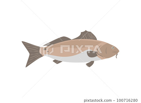 Carp freshwater fish farmed for food, flat vector illustration isolated on white. 100716280