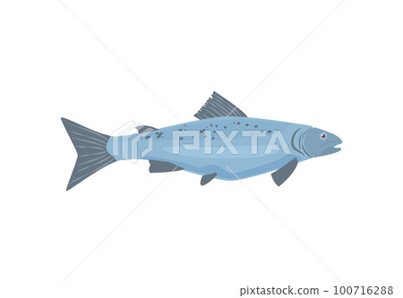 Trout fish icon or symbol flat vector illustration isolated on white background. 100716288
