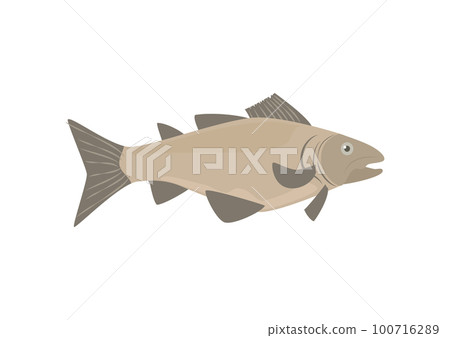 Cod or Codfish cartoon symbol flat vector illustration isolated on white. 100716289