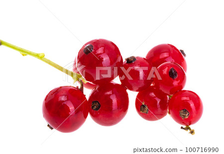 currant isolated currant isolated 100716990