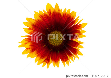 Gaillardia flower isolated 100717007