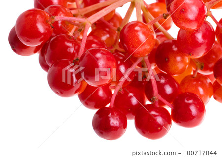 red bunch of viburnum isolated 100717044