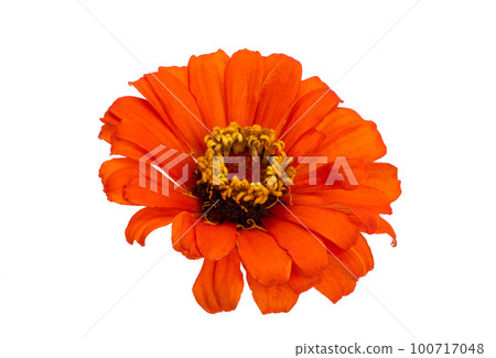 zinnia flower isolated zinnia flower isolated 100717048