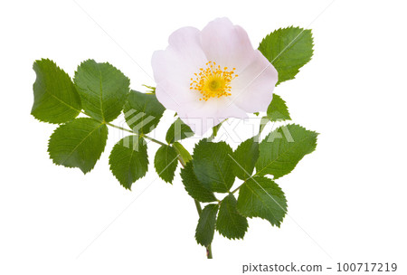 rosehip rose isolated rosehip rose isolated 100717219