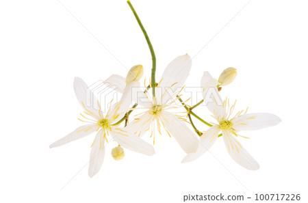 honeysuckle flower isolated honeysuckle flower isolated 100717226