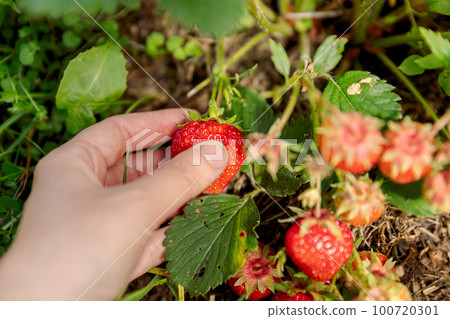 Gardening and agriculture concept. Woman farm worker hand harvesting red ripe strawberry in garden. Woman picking strawberries berry fruit in field farm. Eco healthy organic home grown food concept Gardening and agriculture concept. Woman farm worker hand harvesting red ripe strawberry in garden. Woman picking strawberries berry fruit in field farm. Eco healthy organic home grown food concept 100720301