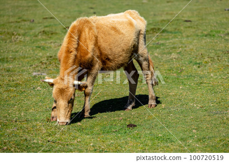 Brown cows grazing in a grass field 100720519