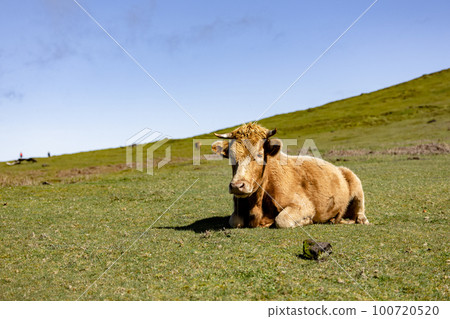 Lovely cow lying in the pasture 100720520