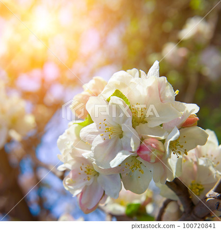 Spring Apple tree blossoms against the blue sky. Spring Apple tree blossoms against the blue sky. 100720841