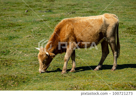Brown cows grazing in a grass field 100721273