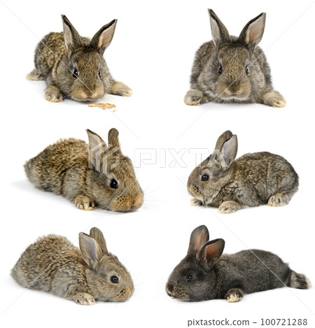 Collection of little rabbits from different angles isolated on white 100721288