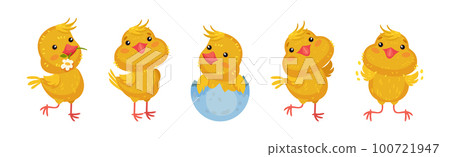 Cute Yellow Chicken Engaged in Different Activity Vector Set 100721947