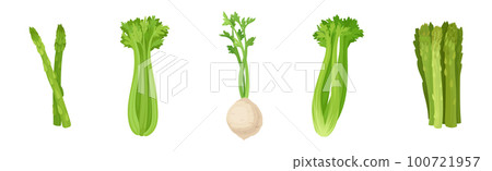 Celery and Asparagus as Cultivated Vegetable for Vegetarian Nutrition Vector Set 100721957