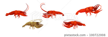 Lobster as Large Marine Crustacean with Muscular Tail and Claw Pair Vector Set Lobster as Large Marine Crustacean with Muscular Tail and Claw Pair Vector Set 100722008
