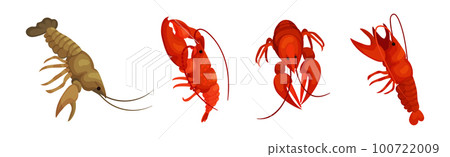 Lobster as Large Marine Crustacean with Muscular Tail and Claw Pair Vector Set 100722009