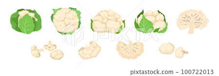 Cauliflower with Edible White Flesh Used in Culinary Vector Set 100722013