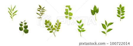 Green Leafy Branch or Twig on Stem Vector Set Green Leafy Branch or Twig on Stem Vector Set 100722014