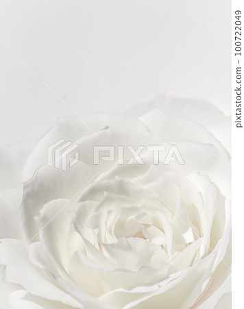 Beautiful rose flower isolated on white background. Soft focus 100722049